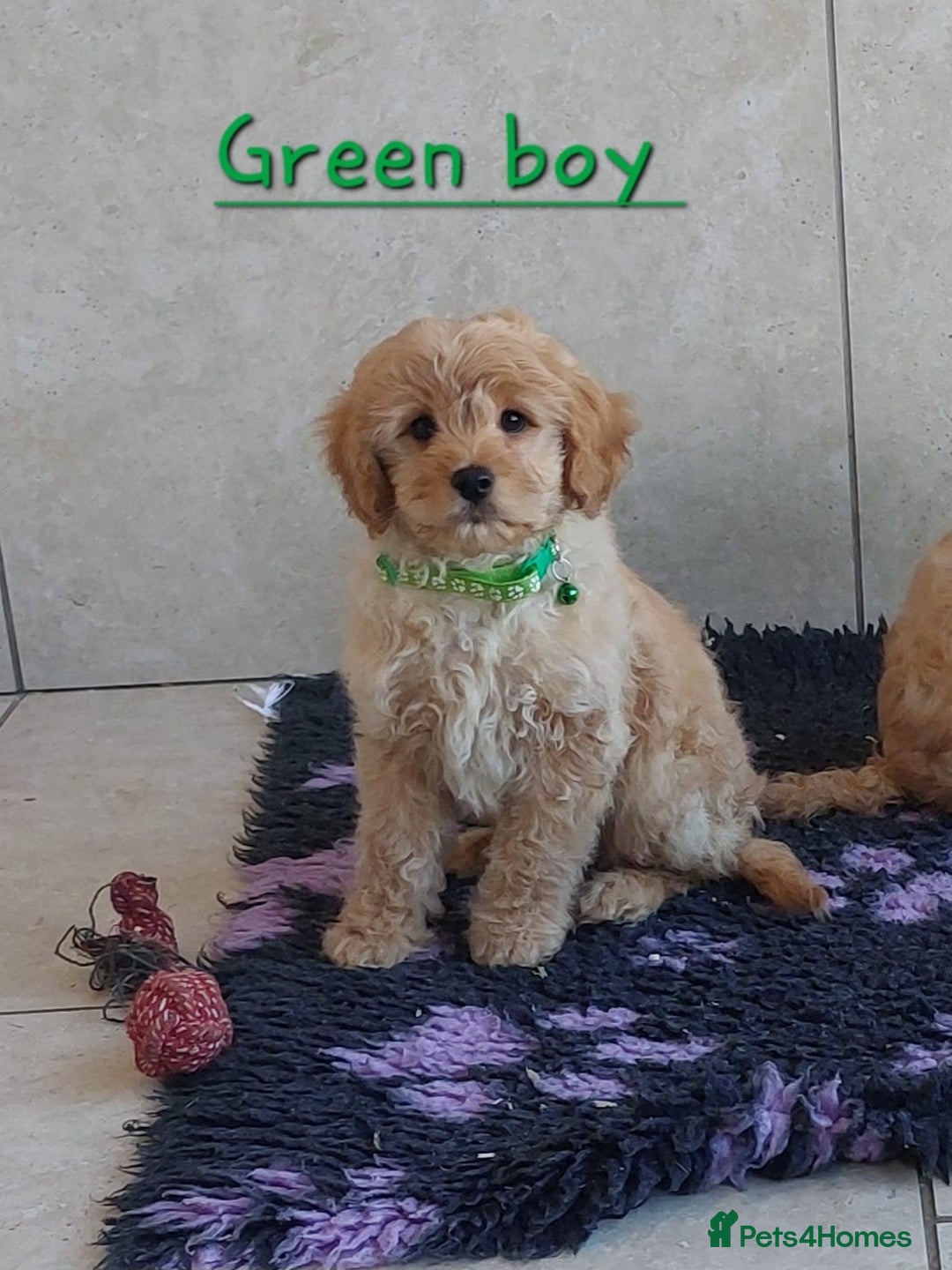 Cavachon dogs for sale: Cavapoochon’s boy and girl - Advert 6