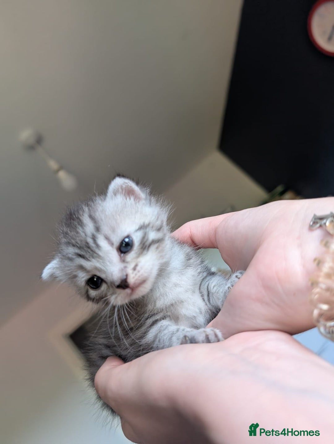 Mixed Breed cats for sale: Beautiful Kittens Available ✨️ in ELY - Image 22
