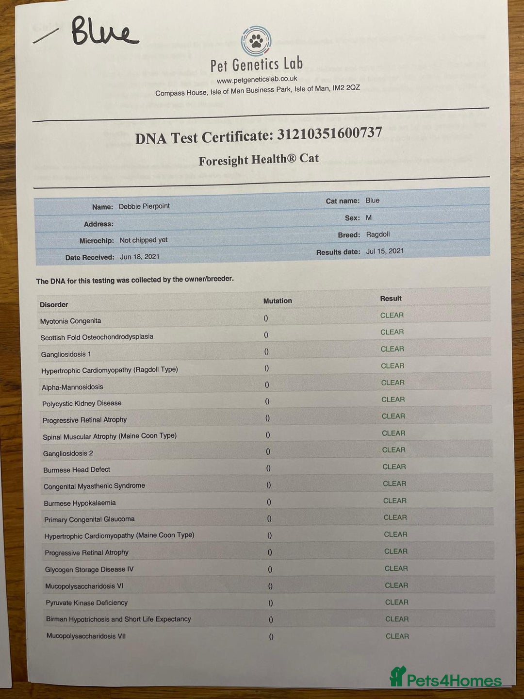 Ragdoll cats for sale: Male ragdoll 2 years old - Advert 10