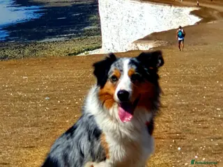 Border Collie dogs Stunning Tri Merle DNA tested and proven. in Ripon - Advert 5