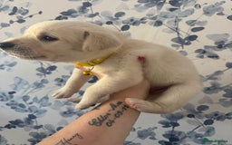 Mixed Breed dogs for sale: Beautiful Puppies looking for their forever home♥️ - Image 9