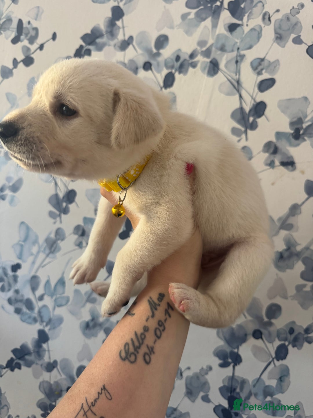 Mixed Breed dogs for sale: Beautiful Puppies looking for their forever home♥️ - Image 9