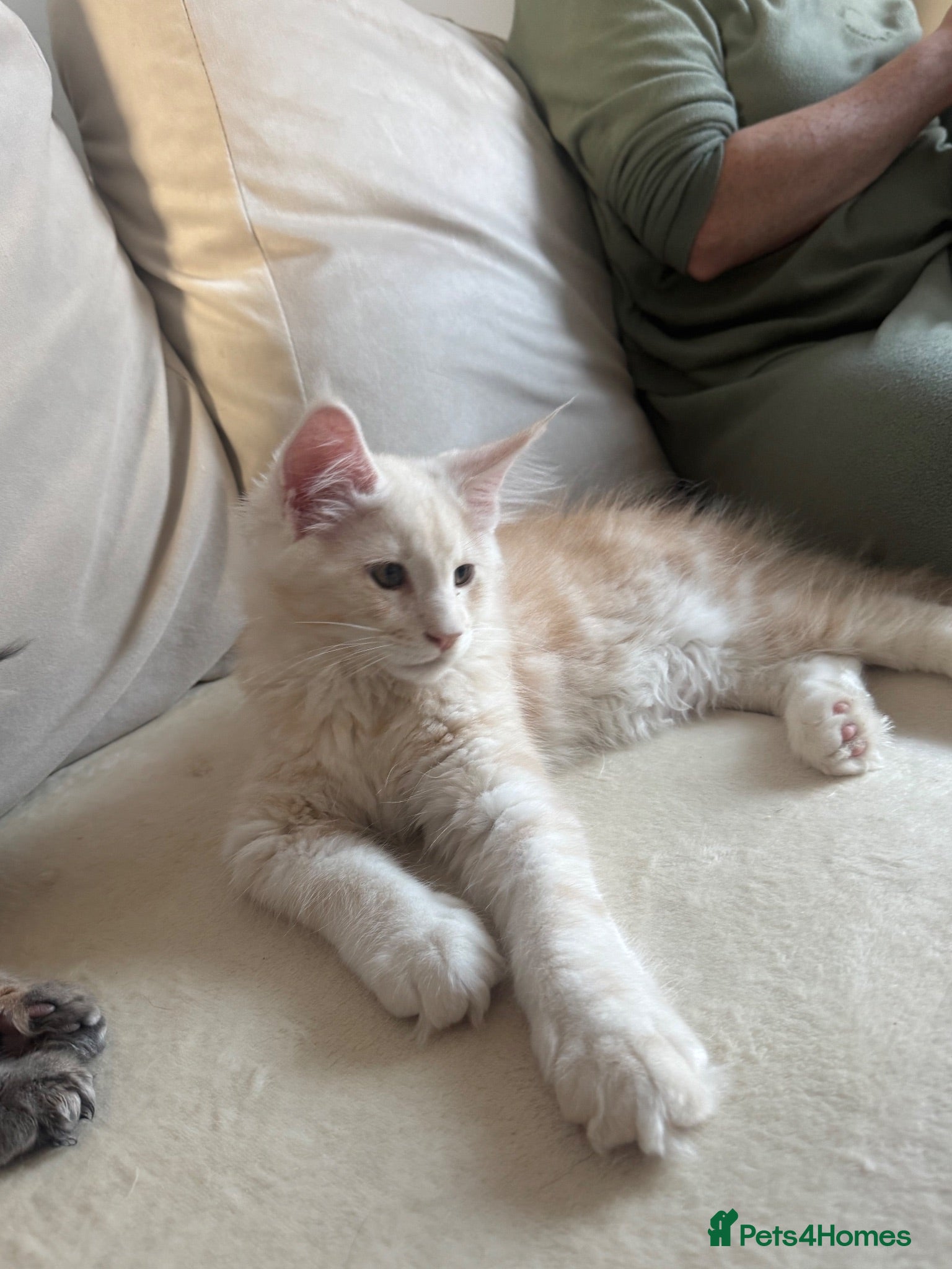 Maine Coon cats     ✨TICA Maine Coon Kittens | Licensed Breeder✨ - Advert 2