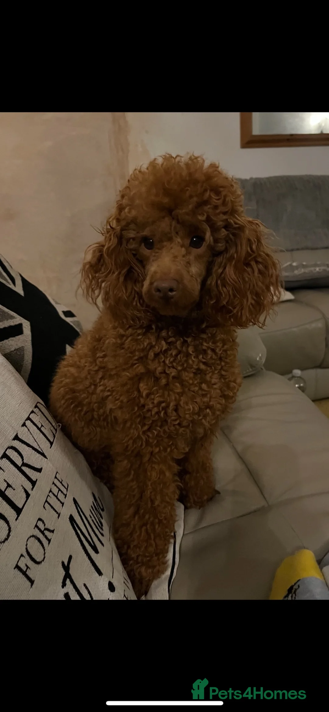 Cockapoo dogs for sale: Beautiful Cockapoo Puppies  - Advert 2