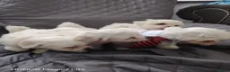 Maltese dogs for sale: Pure Maltese puppies❤️💙 - Advert 12