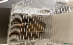 Lionhead rabbits for sale: Lionhead Rabbit - Image 3