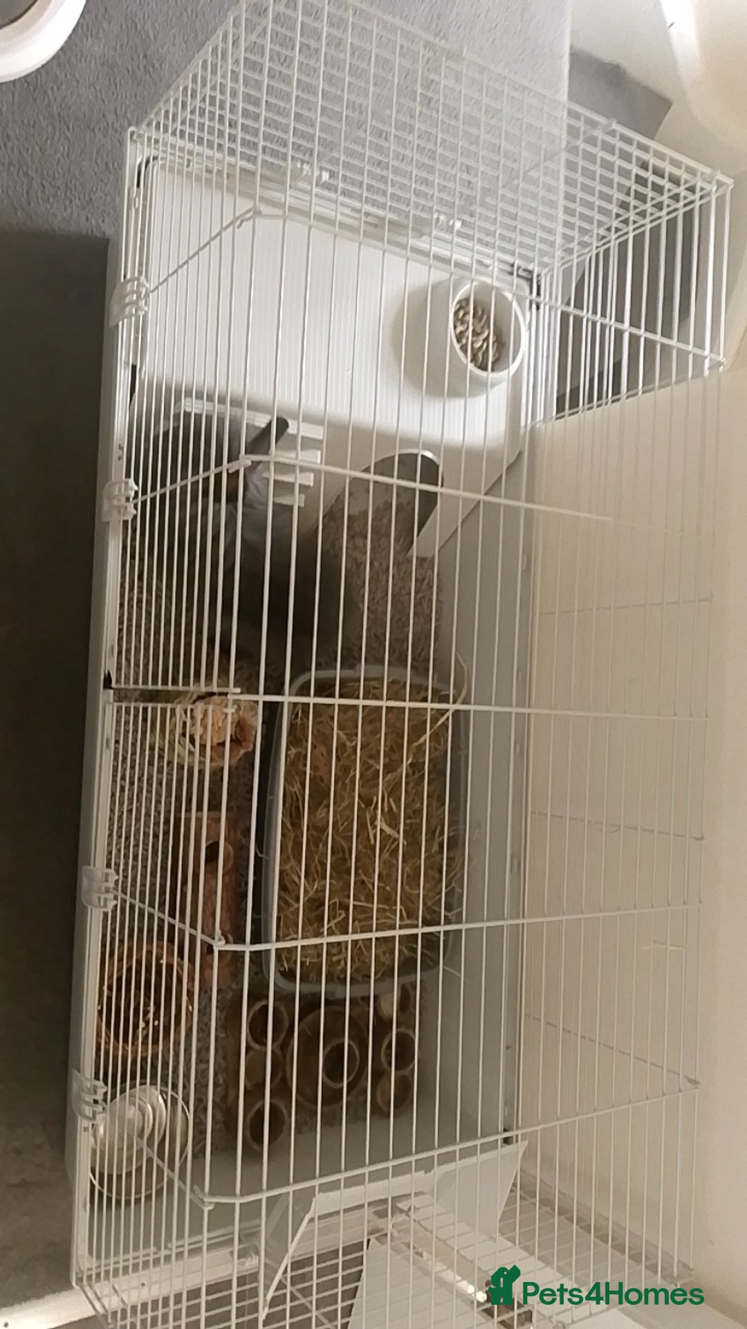 Lionhead rabbits for sale: Lionhead Rabbit - Image 3