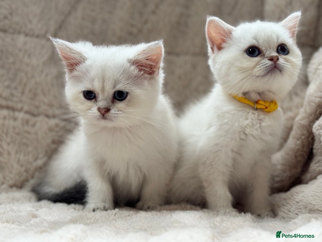 British Shorthair cats for sale: Champion sired Golden Colourpoint Kittens  - Image 6