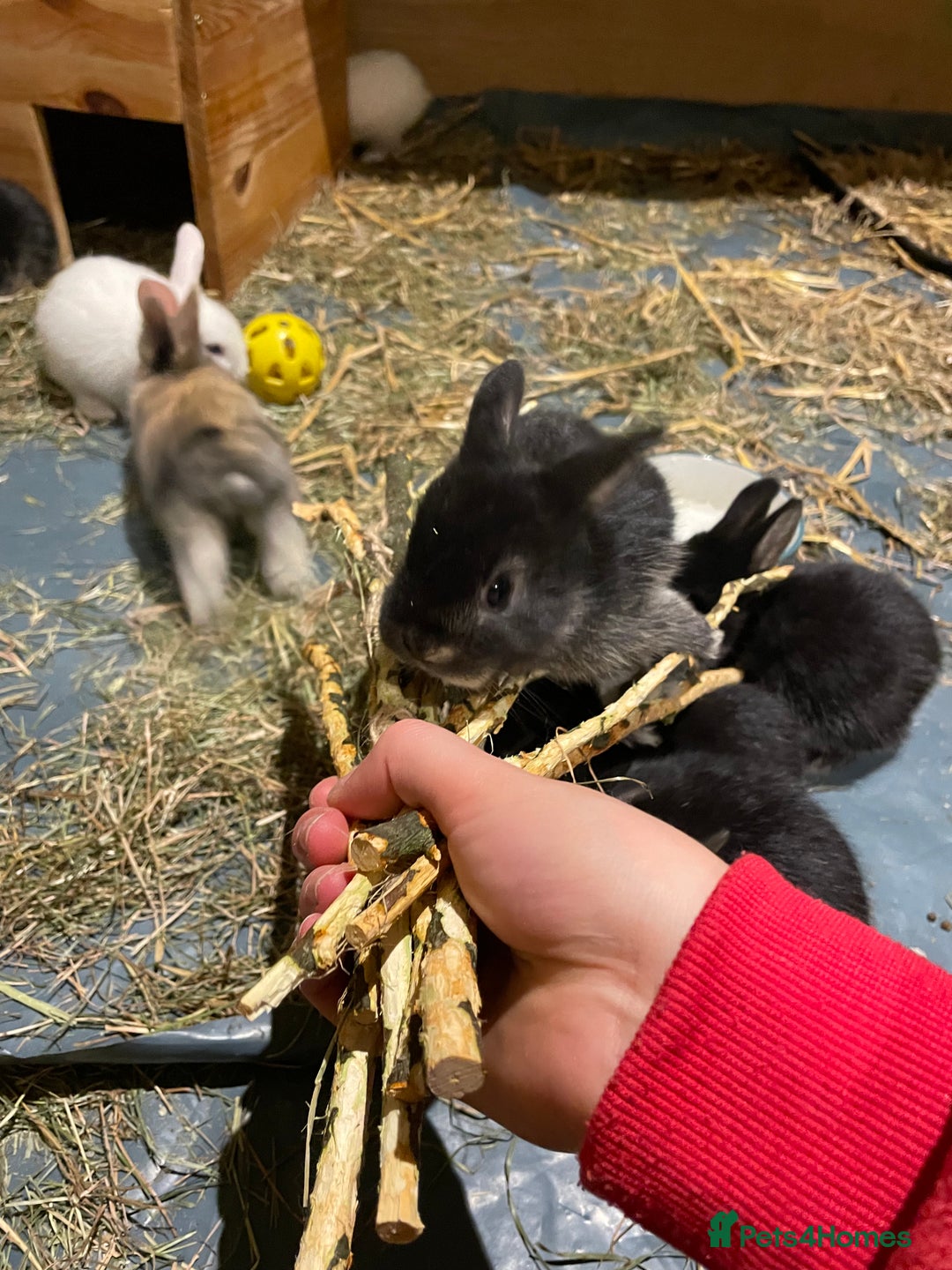 Mixed Breed rabbits for sale: Mini Lop Cross Baby Rabbits - Advert 10