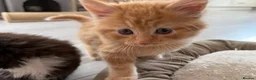 Mixed Breed cats for sale: Beautiful mixed-breed kittens! - Advert 38