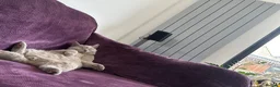 British Shorthair cats for sale: cupcake and muffin - Advert 7
