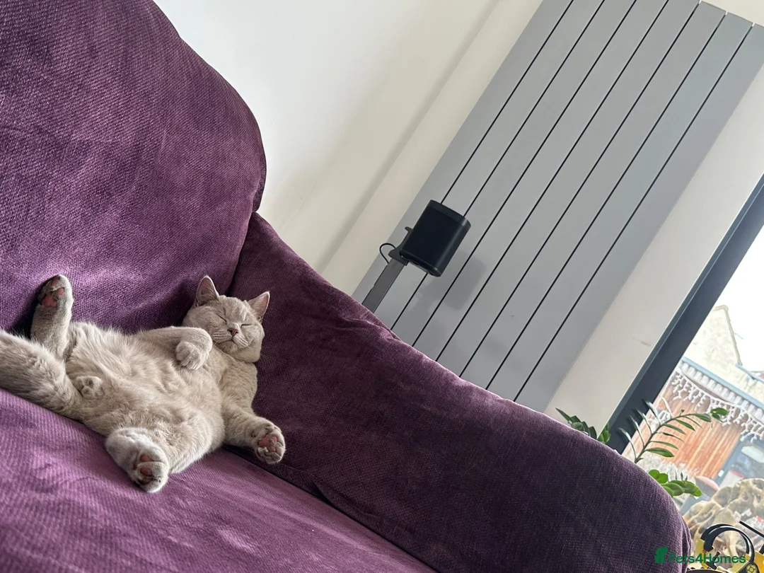British Shorthair cats for sale: cupcake and muffin - Advert 7