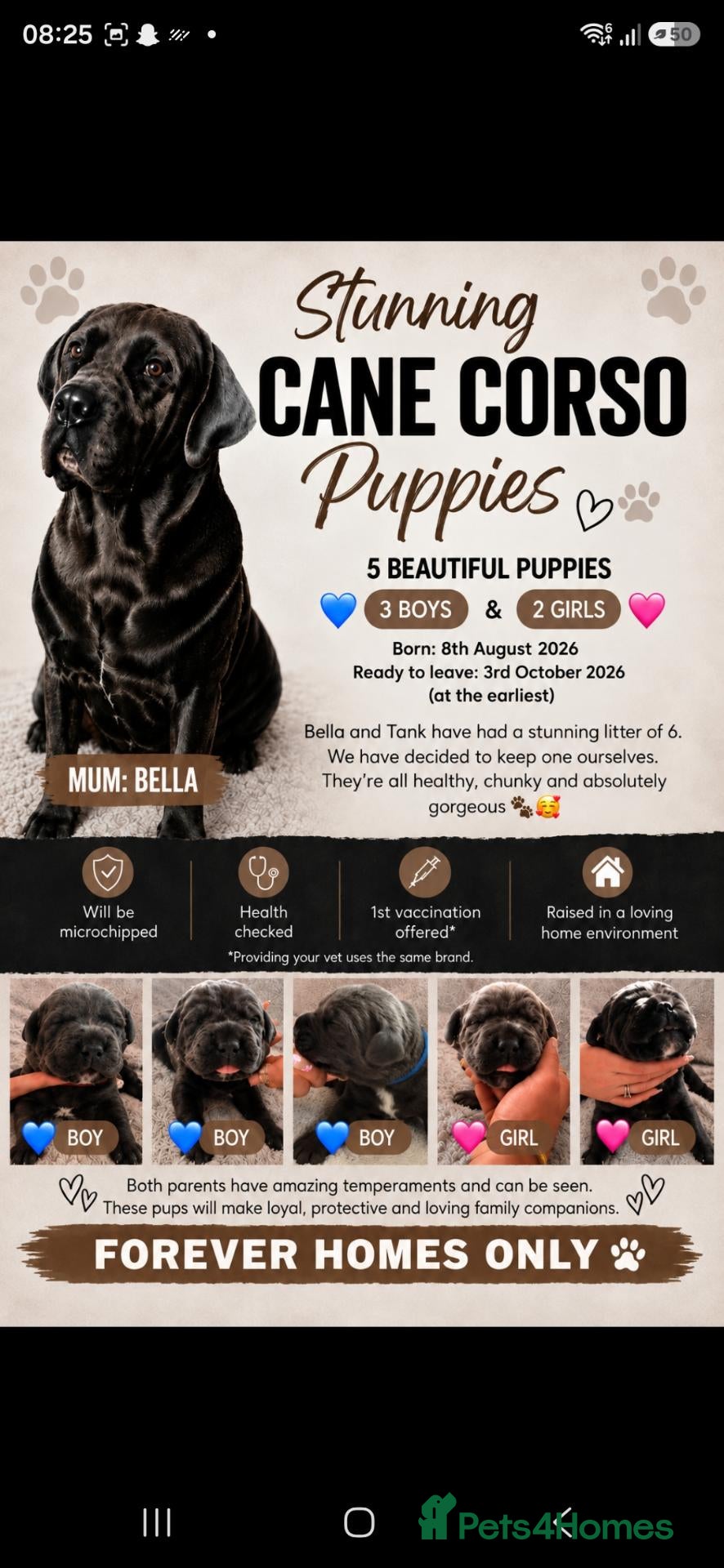 Cane Corso dogs S🐾❤️ STUNNING CANE CORSO PUPPIES–2BOYS & 2GIRLS  - Advert 5