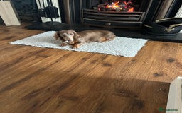 Miniature Dachshund dogs for sale: Long hair miniature dachshund  - Image 1