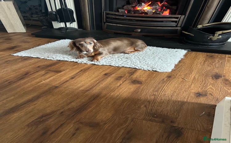 Miniature Dachshund dogs - Advert 1