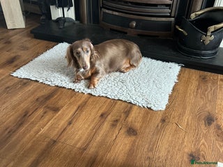 Miniature Dachshund dogs - Advert 24