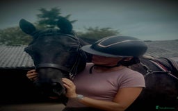 British Warmblood horses for sale: Fudge the yard favourite  - Image 9