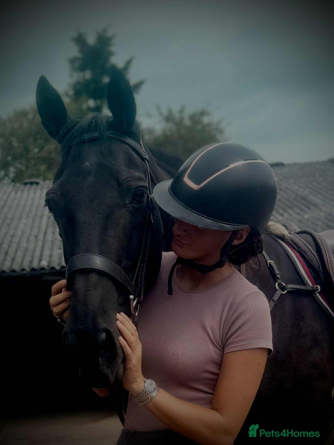 British Warmblood horses for sale: Fudge the yard favourite  - Image 9