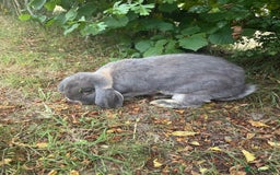 French Lop rabbits for sale: Stunning pure bred French lops  - Image 5