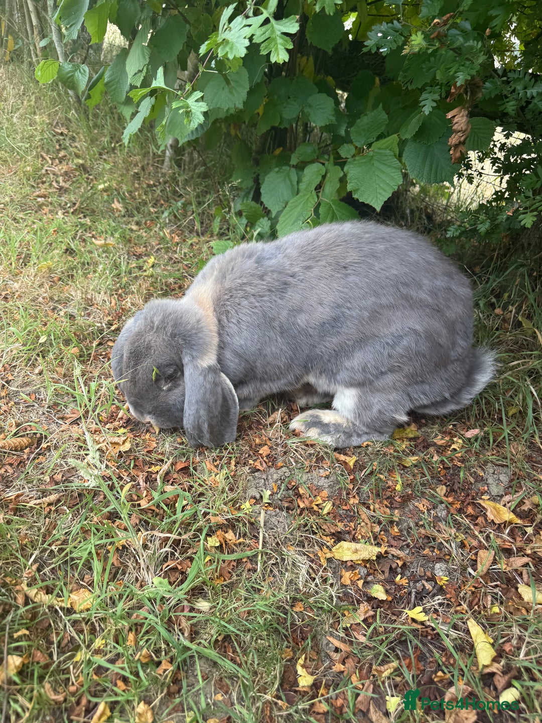 French Lop rabbits for sale: Stunning pure bred French lops  - Image 5