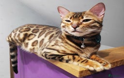 Bengal cats for sale: 🐆 Stunning TICA Registered Bengals Available 🐾 - Image 10
