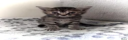 Bengal cats for sale: Mixed Bengal Kittens - Advert 13