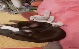 Oriental cats for sale: Full Pedigree Oriental 1 Kitten XL size ears GCCF - Image 34