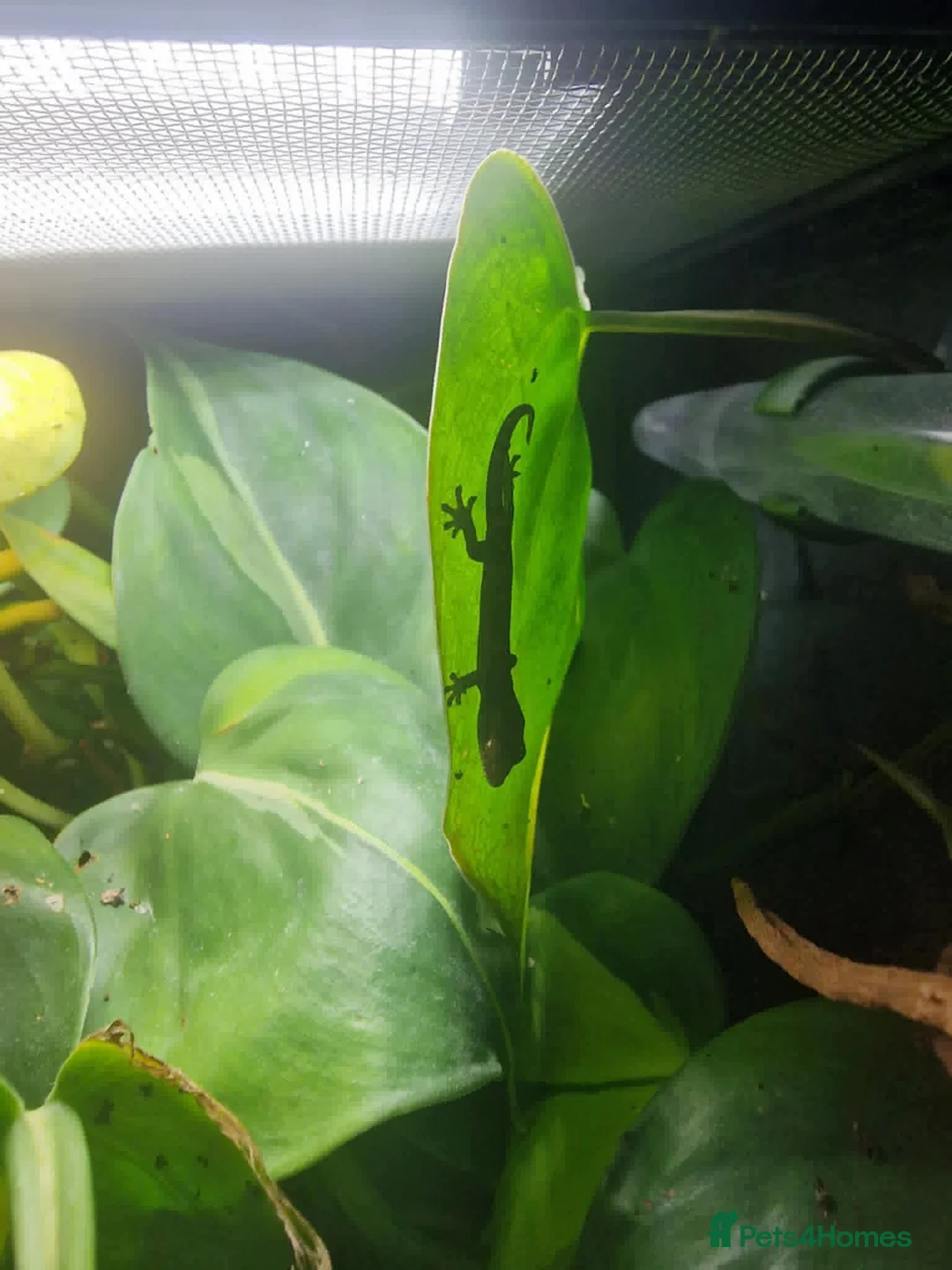 Gecko reptiles for sale: Mourning geckos. - Advert 2