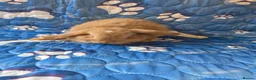 Mini Lop rabbits for sale: Stunning baby mini lops  - Advert 14