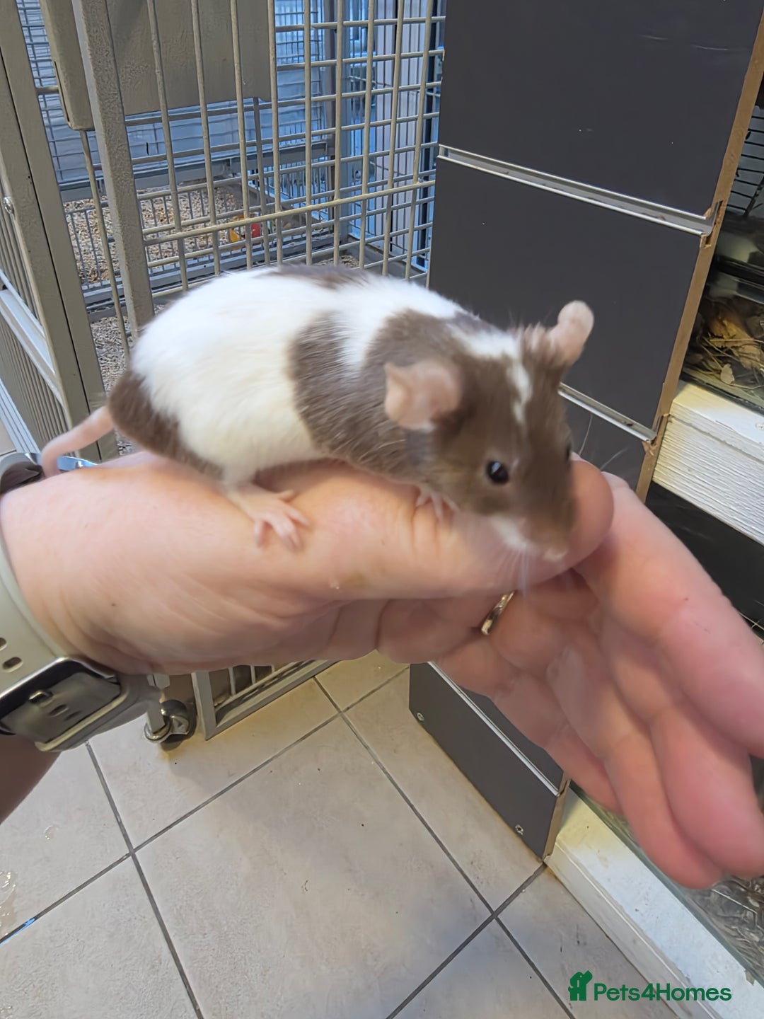 Mouse rodents for sale: Mice, males and females  - Advert 30