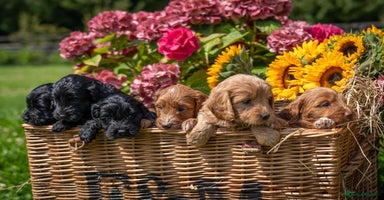 Cockapoo dogs - Advert 9
