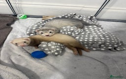 Ferret rodents for sale: Baby Male/female pair playful  ferrets - Advert 6
