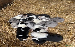 Border Collie dogs for sale: Blue merle/Black and white border collie puppies  - Image 3
