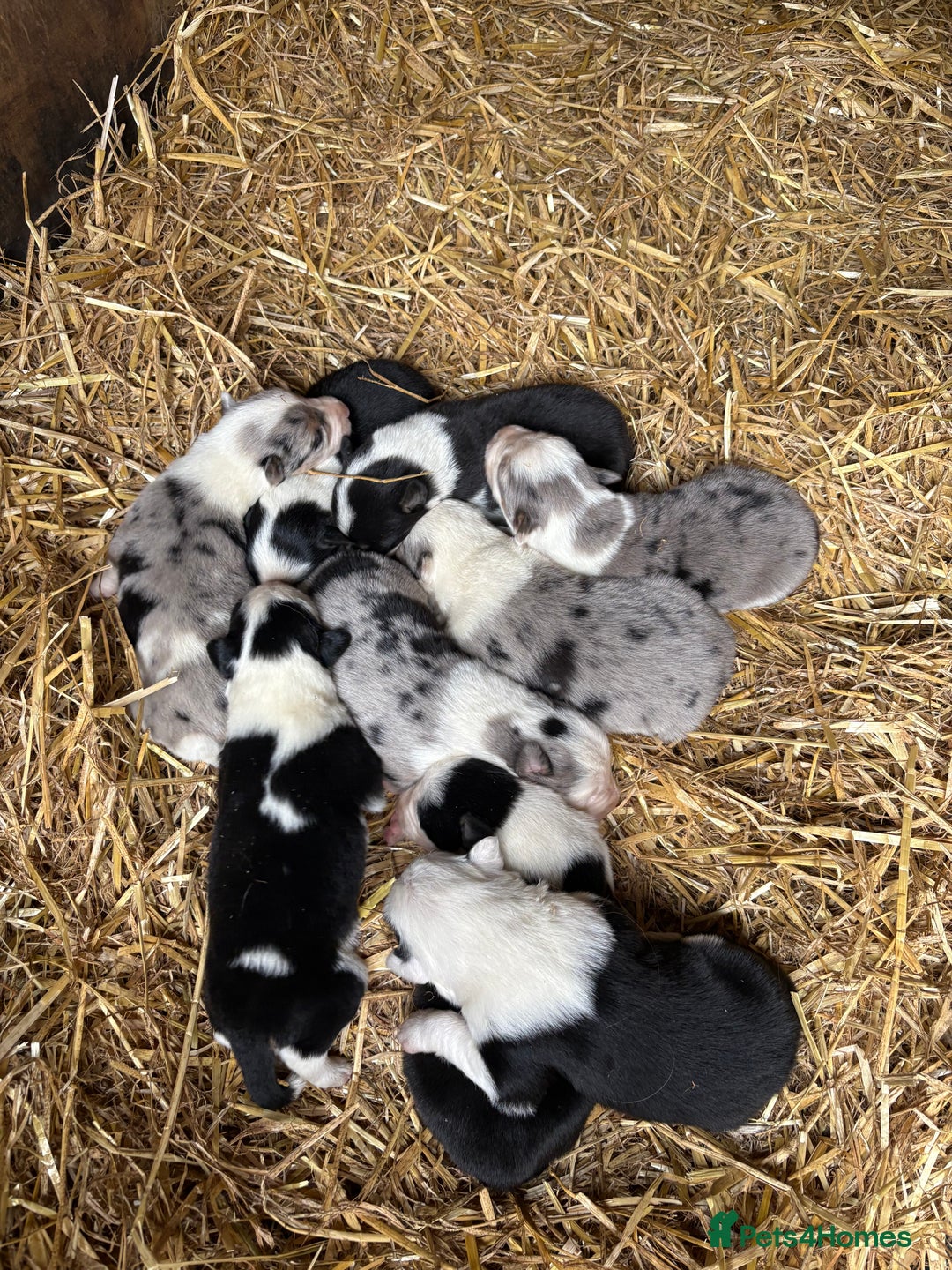 Border Collie dogs for sale: Blue merle/Black and white border collie puppies  - Image 3