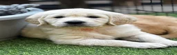 Golden Retriever dogs for sale: KC registered litter  in Rochester - Advert 6