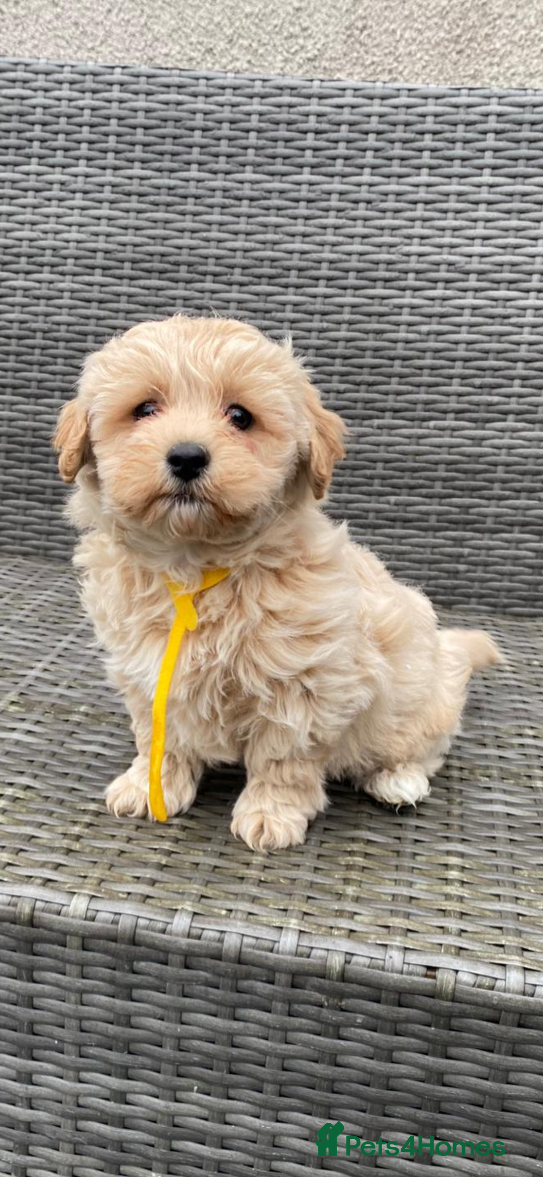 Cavapoochon dogs for sale: Cavapoochon Pups For Sale - Advert 5