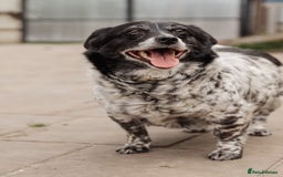 Mixed Breed dogs for adoption: 💖🐶 LYRA 🐶💖 - Image 12