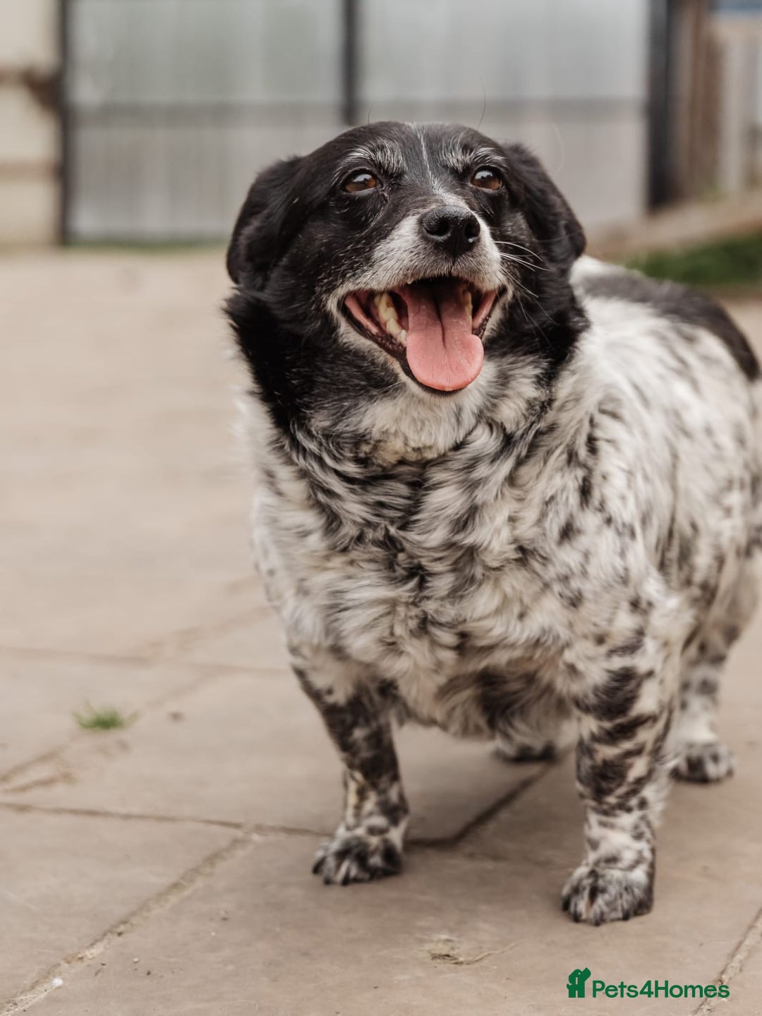 Mixed Breed dogs for adoption: 💖🐶 LYRA 🐶💖 - Image 12