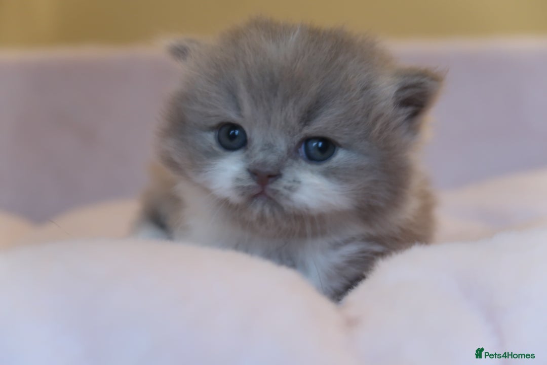 British Shorthair cats for sale: BSH/BLH Females TICA Reg  - Image 11