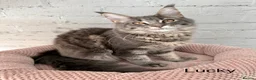 Maine Coon cats for sale: Pedigree Massive TICA registered kittens  - Advert 27