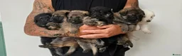 German Shepherd dogs for sale: German shepherd puppies  in Port Talbot - Advert 1