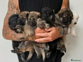 German Shepherd dogs German shepherd puppies - Advert 2