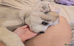 Siberian Husky dogs for sale: Stunning Pure siberian husky pups - Image 1