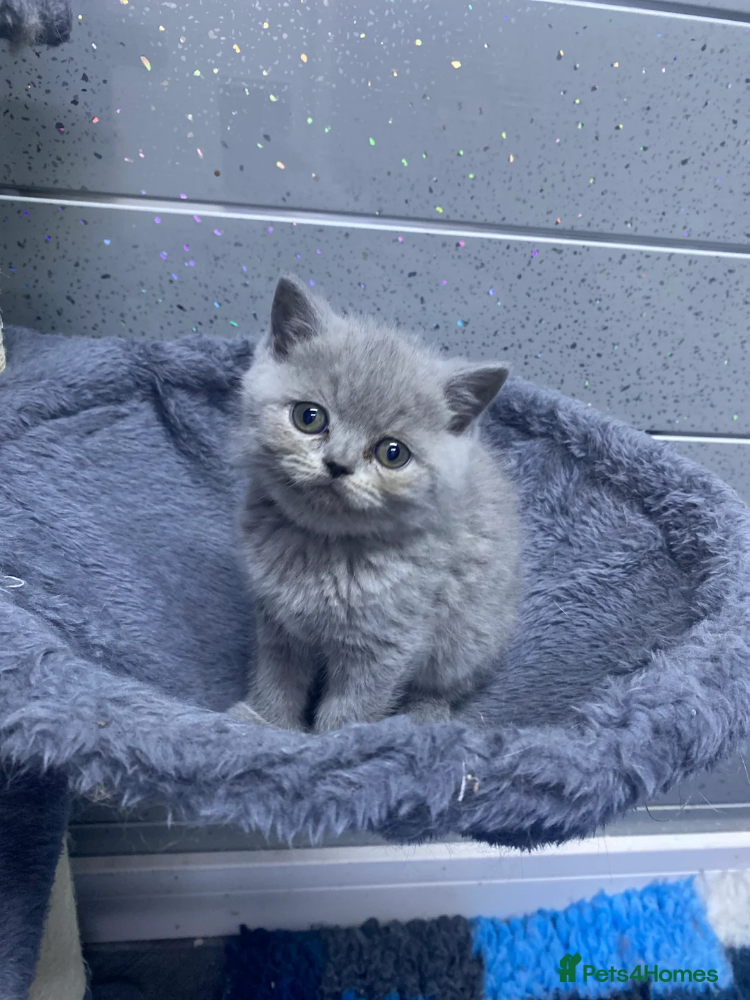 British Shorthair cats for sale: beautiful British shorthair kittens  - Advert 5
