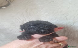 Standard Poodle dogs for sale: Exceptional Health Tested Puppies Due - Advert 16