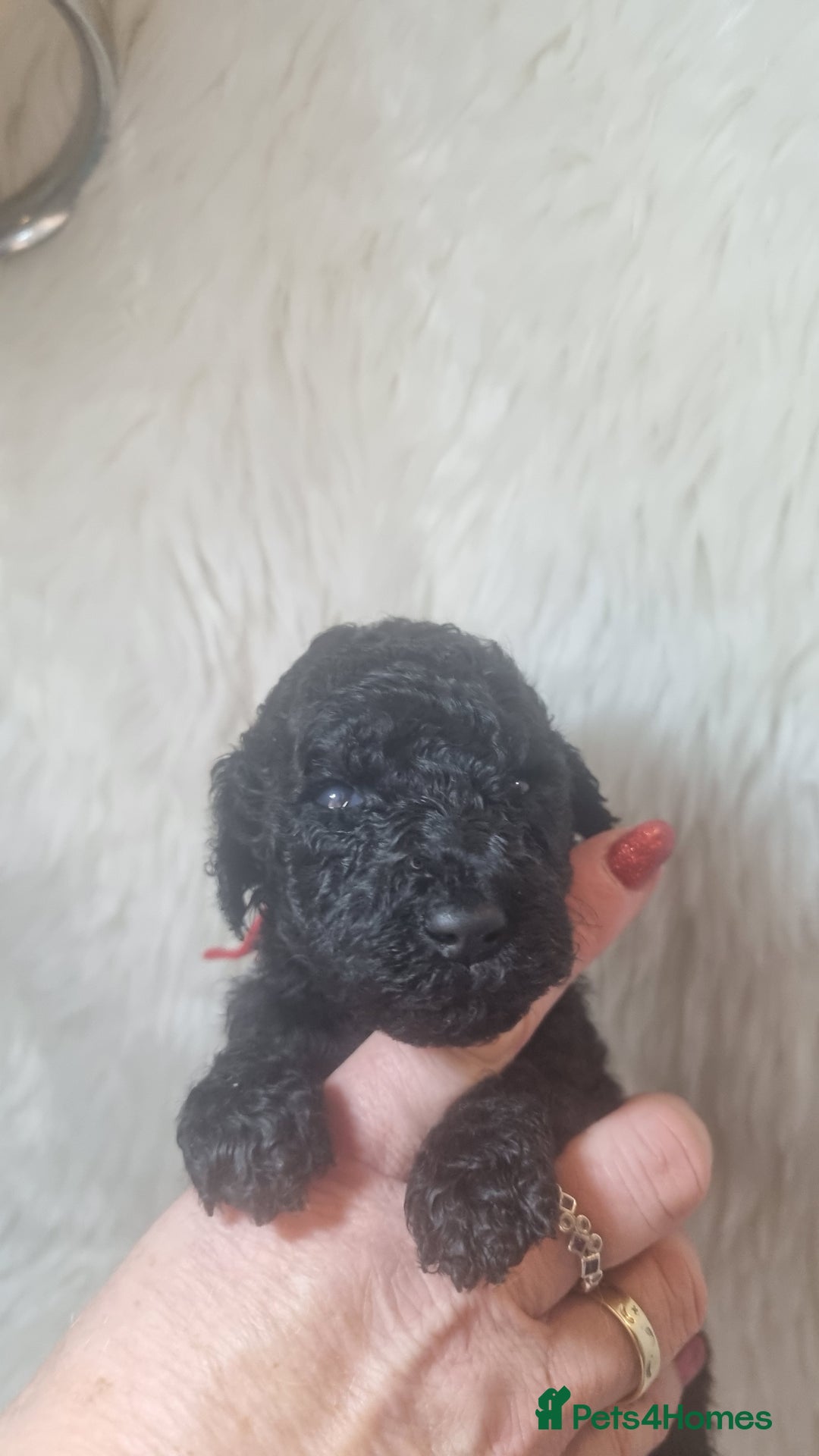 Standard Poodle dogs for sale: Exceptional Health Tested Puppies Due - Advert 16