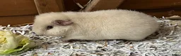 Guinea Pig rodents for sale: Pure bred Teddy girls/sows - Advert 16