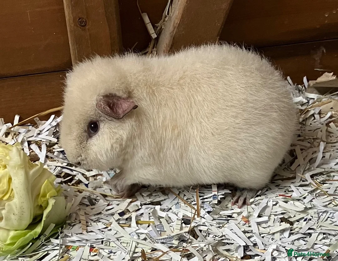 Guinea Pig rodents for sale: Pure bred Teddy girls/sows - Advert 16