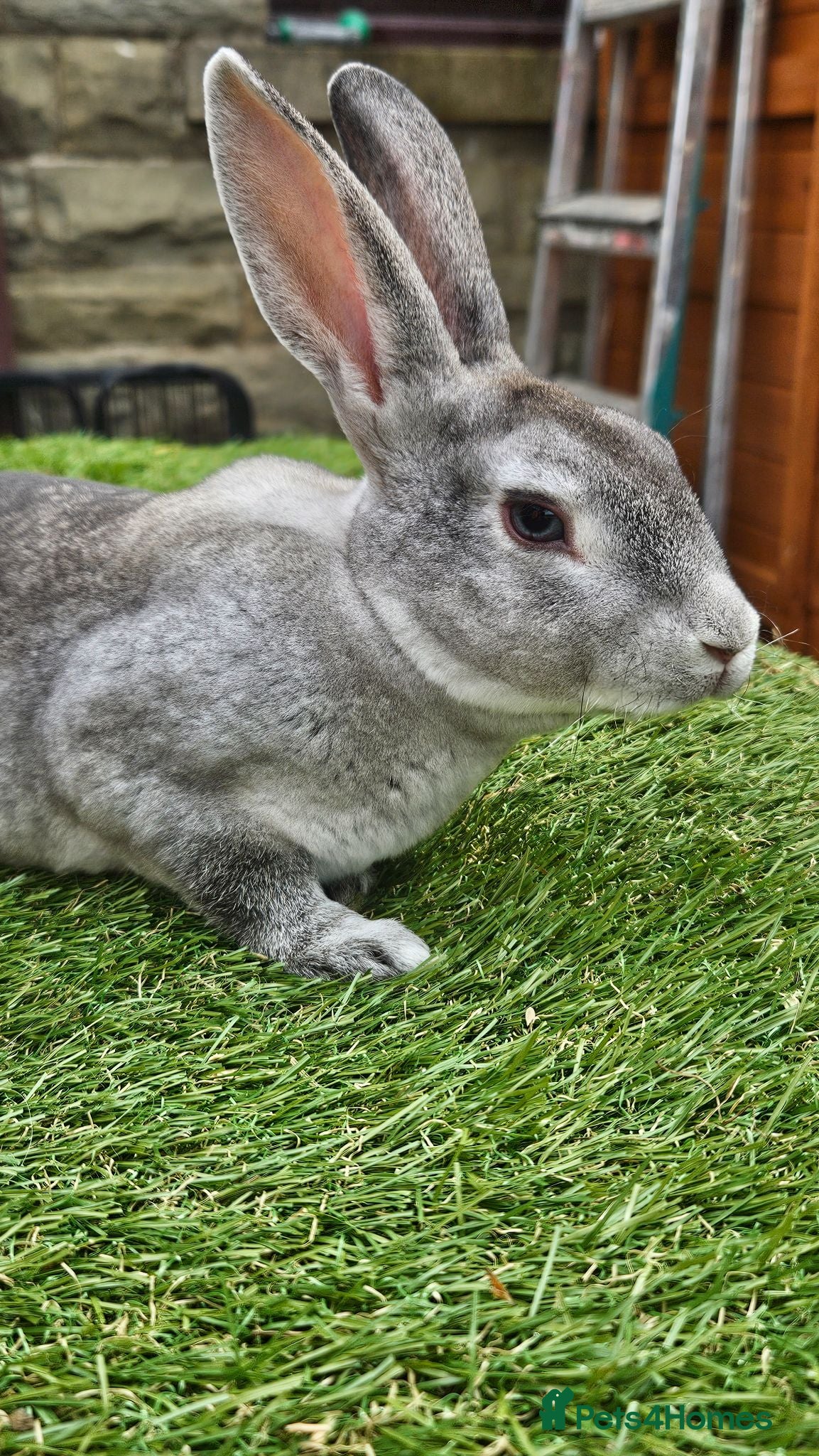 Rex rabbits Rex & Mini Rex Kits Available - Advert 1