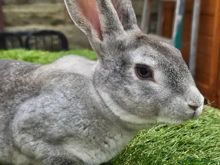 Rex rabbits Rex & Mini Rex Kits Available - Advert 1